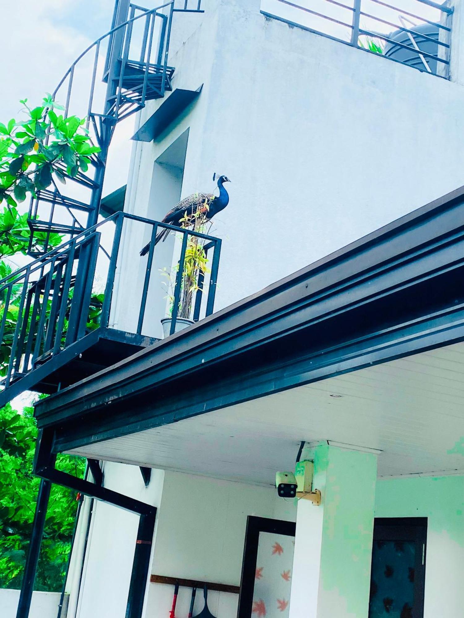 Premium Cottages B&B Kurunegala Exterior photo